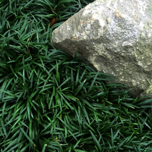 Dwarf Mondo Grass Rock
