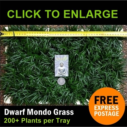 Mini Mondo Grass Trays