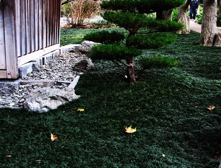 Snake's Beard Grass Trays