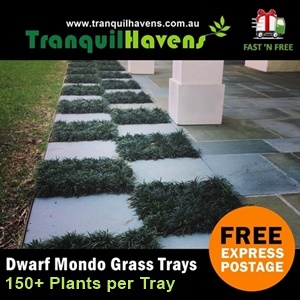 Mondo Grass Trays